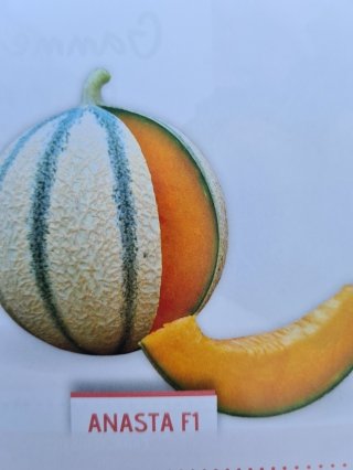 Melon Anasta Godet de 8cm