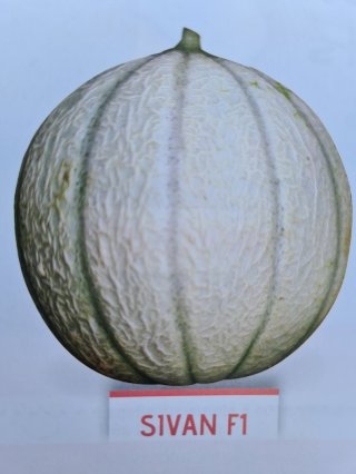 Melon Sivan Godet de 8cm